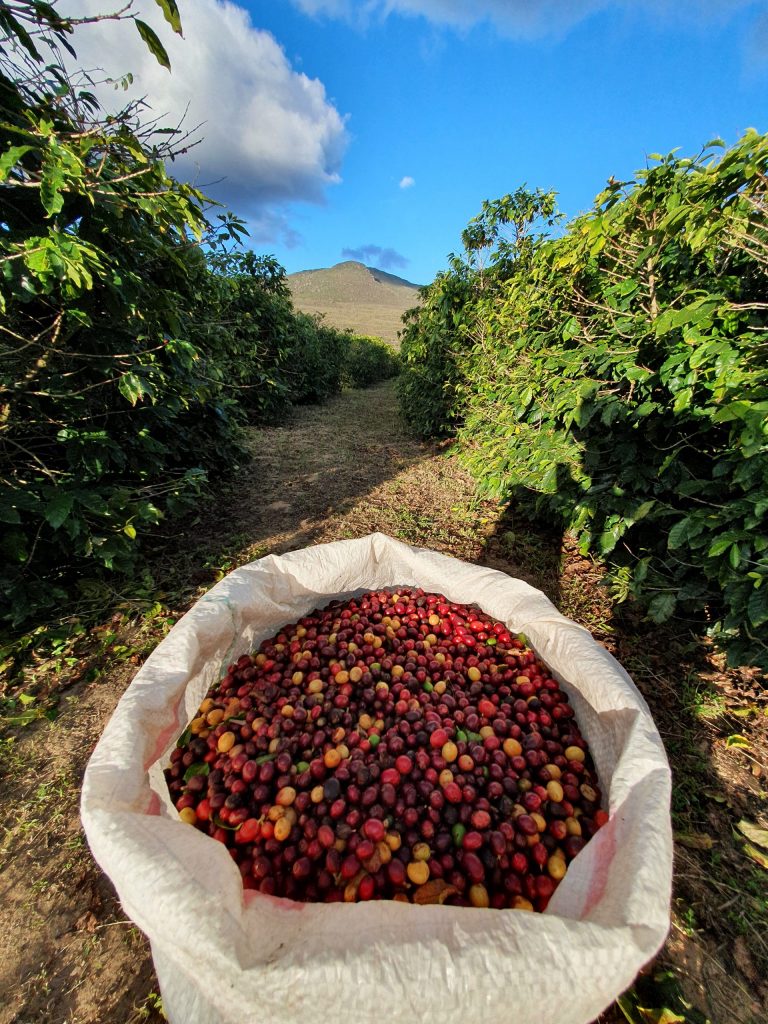 Minas Hill Specialises in Microlot Coffees